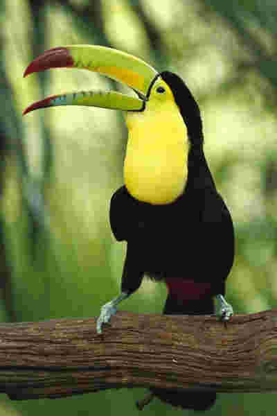 toucan电子烟