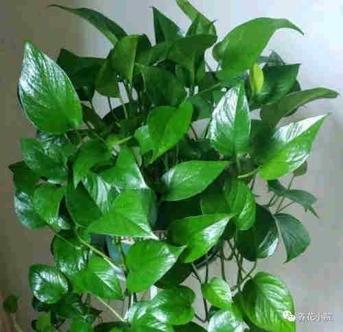 绿萝烟油哪里买(绿萝烟油有瓶装的吗)