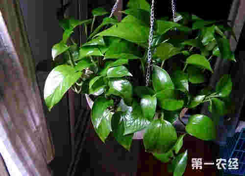 绿萝烟油多少毫升(绿萝可以用什么牌子的烟油)