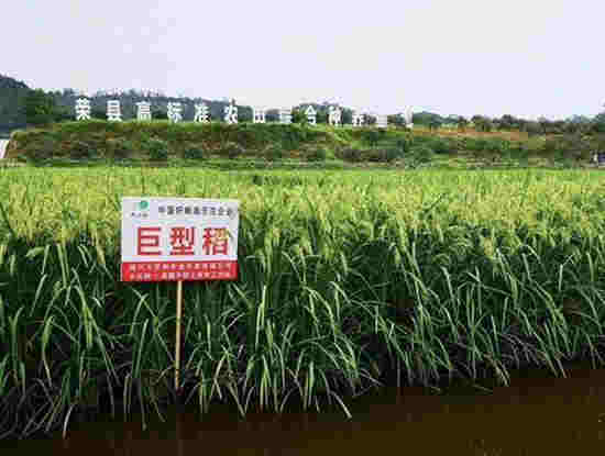 北稻南移 荣县试验种植的北方水稻亩产将达500公斤
