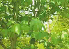 这种树竟可以在4种性别间来回切换