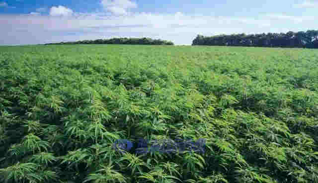 2021年大麻二酚CBD市场规模将超过2020年