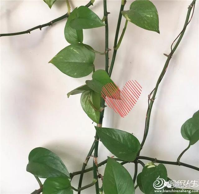 yooz电子烟渐变粉_yooz二代烟杆颜色渐变